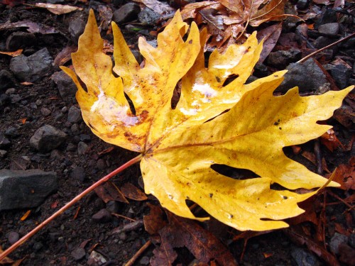 Photo of a leaf at Sierra Azul