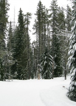 Photo of snowshoeing at Trillium Lake