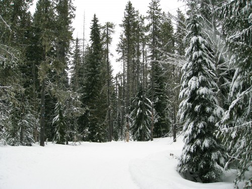 Photo of snowshoeing at Trillium Lake