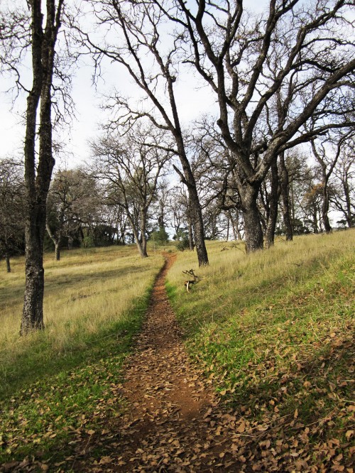 Photo of a trail at Henry Coe
