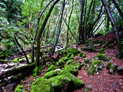 Photo of moss and trees at Uvas Canyon