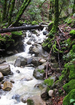 Photo of a waterfall at Uvas Canyon