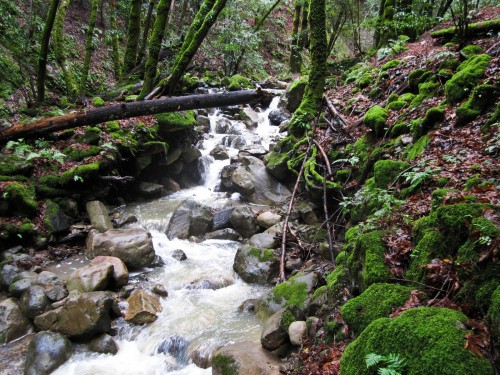 Photo of a waterfall at Uvas Canyon
