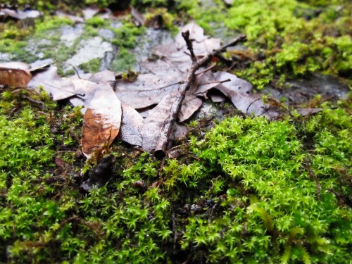 Photo of moss and leaves at Ohlone Wilderness