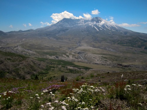 Photo of the flowers near Mount St. Helens