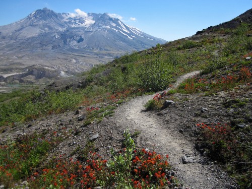 Photo along the trail at Mount St. Helens