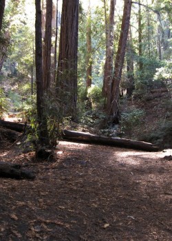 Photo of our campsite at Barlow Flats