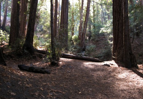 Photo of our campsite at Barlow Flats