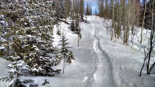 The winding path on Ellis Trail
