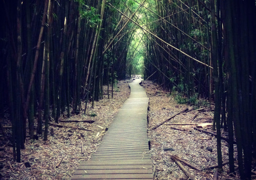Bamboo along Pipiwai Trail