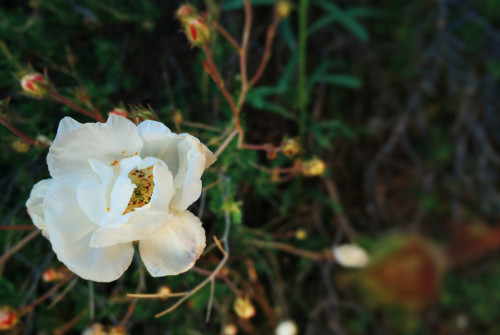 Blooms along the trail at Three Gun Springs