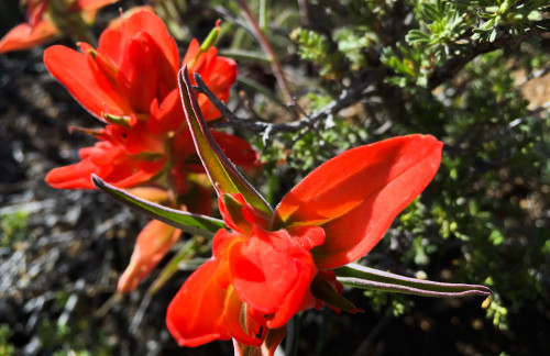 Indian Paintbrush flowers at Three Gun Springs