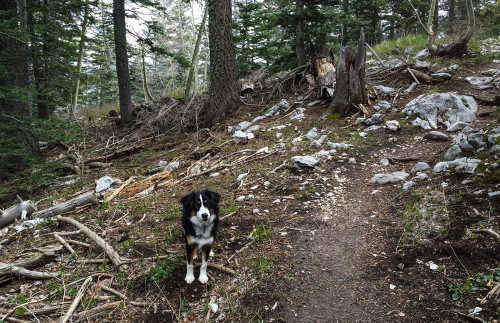 Challenge and 10K Trail Path