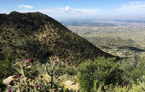 View of Albuquerque from the La Luz Trail