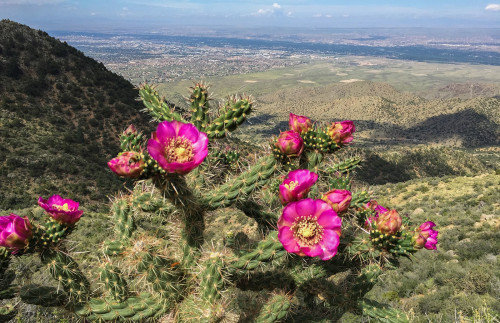 Cactus along the La Luz Trail