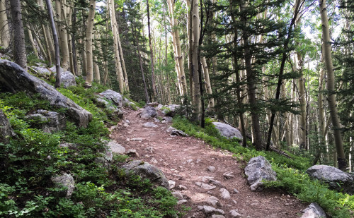 Nambe Lake Trail aspen trees