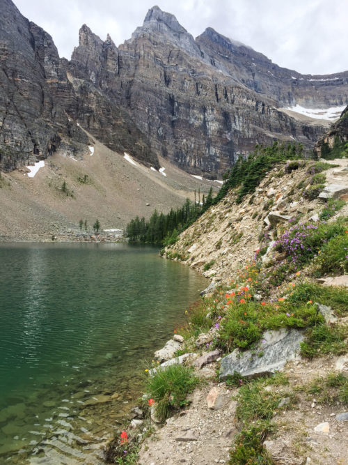 lake agnes wildflowers